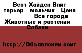 Вест Хайден Вайт терьер - мальчик › Цена ­ 35 000 - Все города Животные и растения » Собаки   